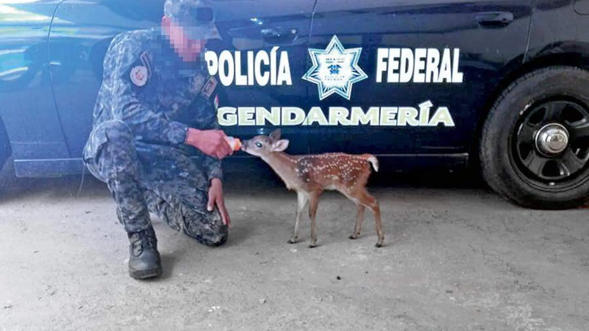 Rescatan a ciervo